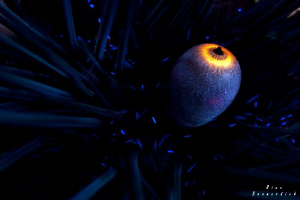 Diadem Sea-Urchin / Extreme Close-Up / 60mm makro lens wi... by Rico Besserdich 